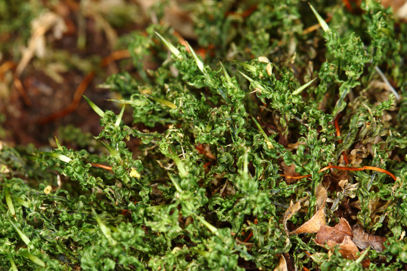 Plagiomnium cuspidatum